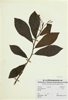 藏品(樹杞)的圖片